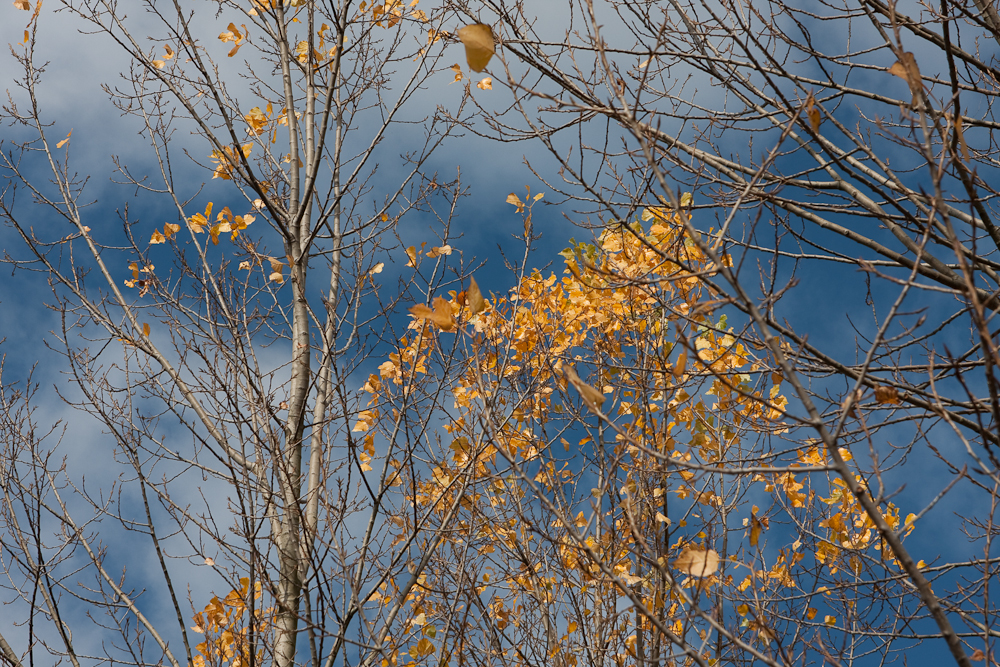 Colors (1 of 13) Colors (1 of 13)