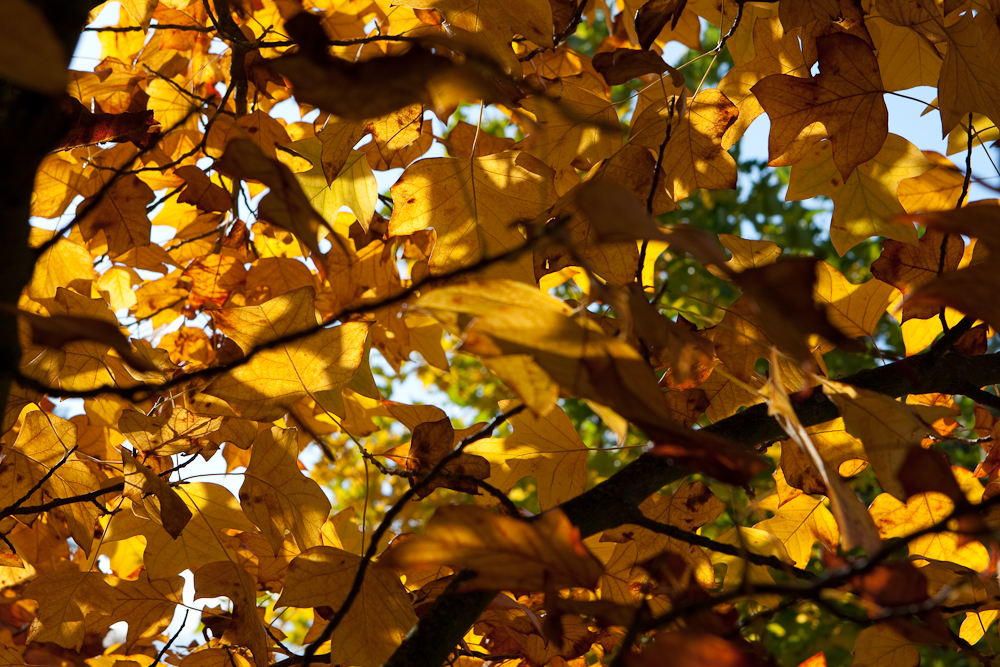 Colors (6 of 13) Colors (6 of 13)